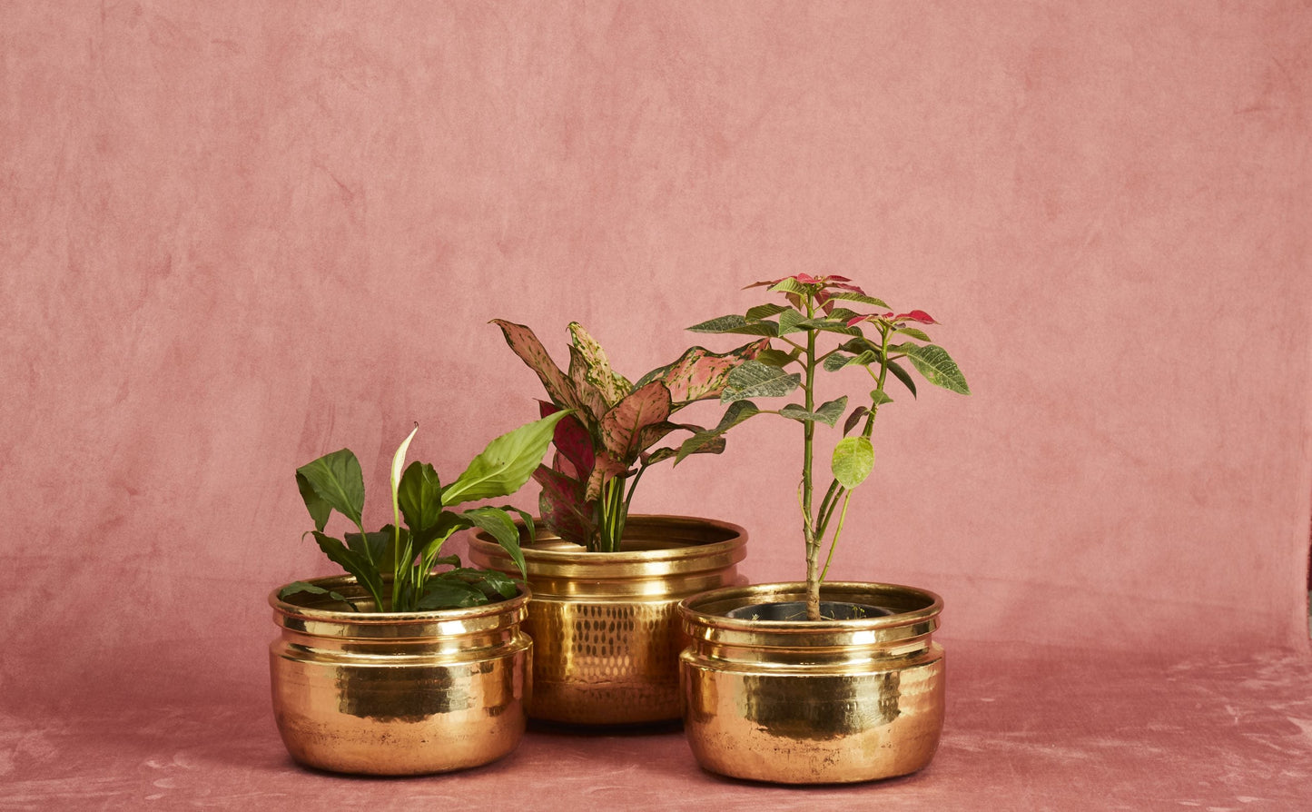 sama homes brass planters flower pot